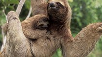 Sloth, Waterfall, Chocolate and Coffee tour including lunch 
