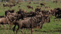 2 Day Fly Trip from Zanzibar to Tarangire and Ngorongoro Crater