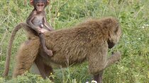 4 Day Safari in Serengeti, Ngorongoro and Tarangire National Park