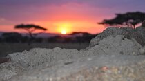  4 Day Safari- Tarangire,Ngorongoro and Serengeti 