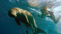 Marsa Mubarak snorkeling with dugong and turtles - marsaalam 