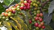 Private Tour to Fairview Coffee Farm in Nairobi with Pickup