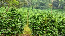 Half Day Private Fairview Estate Coffee Farm Tour with Pick Up