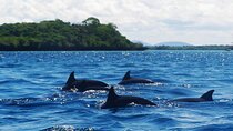 Zanzibar Full Day Mnemba Island, Nungwi and Kendwa Beach Tour