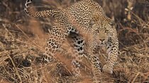 Private 2-Day Tour in Mikumi National Park from Dar es Salaam