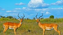 3 Day Samburu Safari