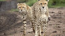  5 Day Safari in Tarangire, Serengeti and Ngorongoro Wonders