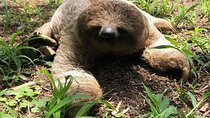 Sloth, Rain Forest Hike and Waterfall