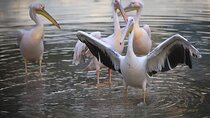 Private Half Day Tour To The Zoo In Giza