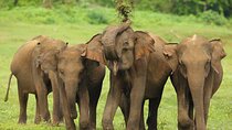 All Inclusive 5-Days Highlights of Sri Lanka