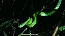 Nightwalk Monteverde by Pablos natural tour