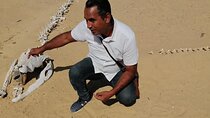 Valley of Whales and Wadi El Rayan Water Falls Private Tour 