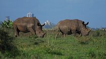 Private Mini Safari Tour in Nairobi
