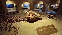 Day Tour To El Fayoum From Cairo