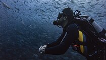 Scuba Diving