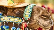 Camel Ride in Marrakech Palm Grove