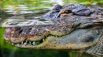 Cancun Speedboat with Crocodile Watching Jungle Tours Adventure