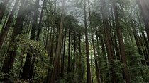 Private Muir Woods and Sausalito Half-Day Tour from San Francisco