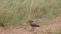 6 Days Birdwatching, Lake Baringo, kakamega Forest.