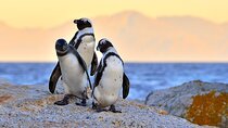 Best of Cape Town Full-Day Private Tour with Table Mountain