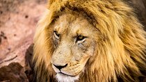 Aquila Safari Game Drive, Lunch & Shared Transfers from Cape Town