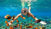 Full-Day Dolphin House Snorkeling Experience with Lunch