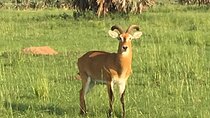 5 Days Safari: Tarangire, Serengeti Plains and Ngorogoro Crater