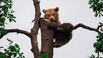 Brasov: Bears Sanctuary, Rasnov Fortress, Bran Castle GUIDED Tour