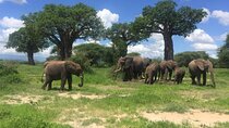 4 Days Safari; Tarangire, Ngorongoro Crater and Serengeti.