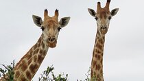 Wildlife Safari, Olive, Beer/Wine Tasting Day Tour from Cape Town