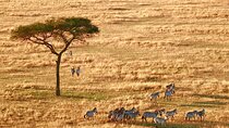 4-Day Camping on the Big Five Private Safari