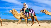 Los Cabos Camel Ride Adventure On The Beach