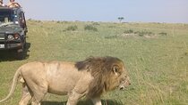 7 Days Private safari to 4 Star lodges using a Jeep