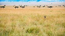 6 days the best of Tanzania private safari
