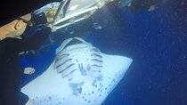 Manta Ray Night Snorkel from Kona — Small Group