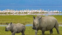 4-Day Masai Mara Great Migration & Lake Nakuru ~ Group 4×4 Safari