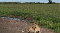 Layover Private Tour to Nairobi National Park and Giraffe Center