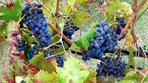 "Ramble Through The Rolling Hills Of Chianti" with lunch & Wine Tastings