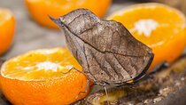 Butterfly Sanctuary and Lunch Experience with Transport