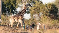 Walking Safari
