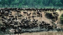 8 Days / 7 Nights 2021 / 2022 Wildebeest Migration Safari - Maasai Mara Reserve