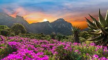 Kirstenbosch Botanical Gardens and Constantia Wine Tasting Tour.