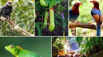 Day Tour to Sinharaja Rain Forest 