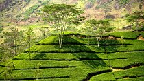 Kandy & Nuwaraeliya Two Day Tour