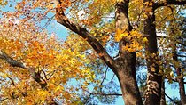 Fall Foliage Hiking - 1-Day Guided Autumn Trailwalk in Zhejiang Province