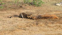 Full Day Safari ( The Best for Leopards ) in Yala