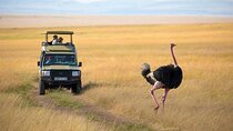 3 days 2 nights Masai Mara Budget safari from Nairobi