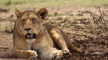 6-day Private Camping Safari Tour from Kilimanjaro Airport