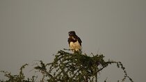 Private 7-Day Tanzania Camping Safari