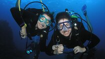 Intro/Refresher Dive Swim Ability Required
